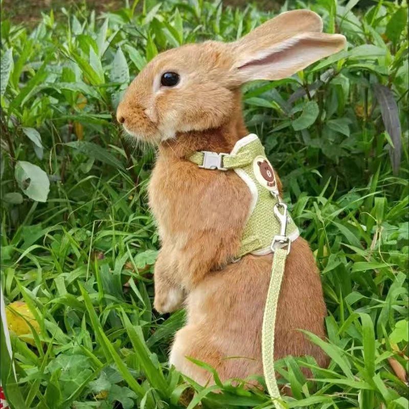 Rabbit and cat leash